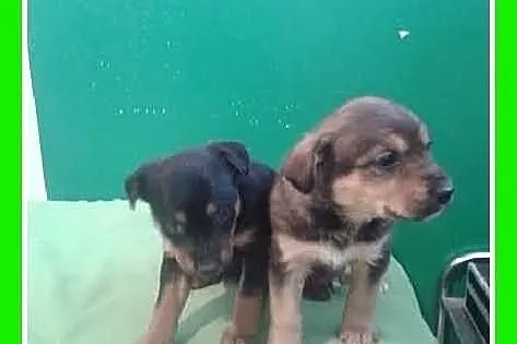 Szczeniaki 7 tyg. suczki średnie docelowo.ADOPCJA