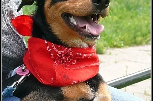 CORTEZ młody jamnikowaty szuka domu,  mazowieckie 