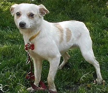 BIANKA - piękna, delikatna 7 kg sunia do adopcji,
