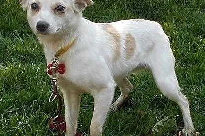 BIANKA - piękna, delikatna 7 kg sunia do adopcji, 