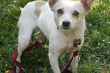 BIANKA - piękna, delikatna 7 kg sunia do adopcji, 