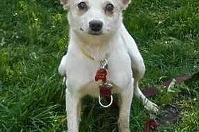 BIANKA - piękna, delikatna 7 kg sunia do adopcji, 