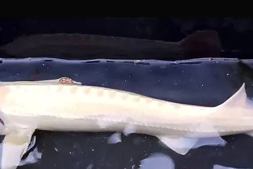Jesiotr Syberyjski albinos - ok. 35cm - Dostępny na miejscu. Nowa Ruda, Dolnośląskie