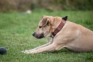 YOKO - mix labradora szuka aktywnego domu!