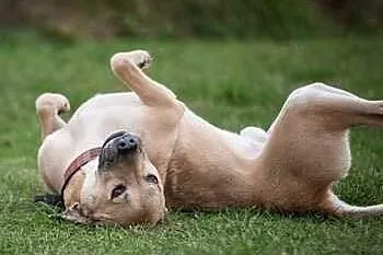 YOKO - mix labradora szuka aktywnego domu!
