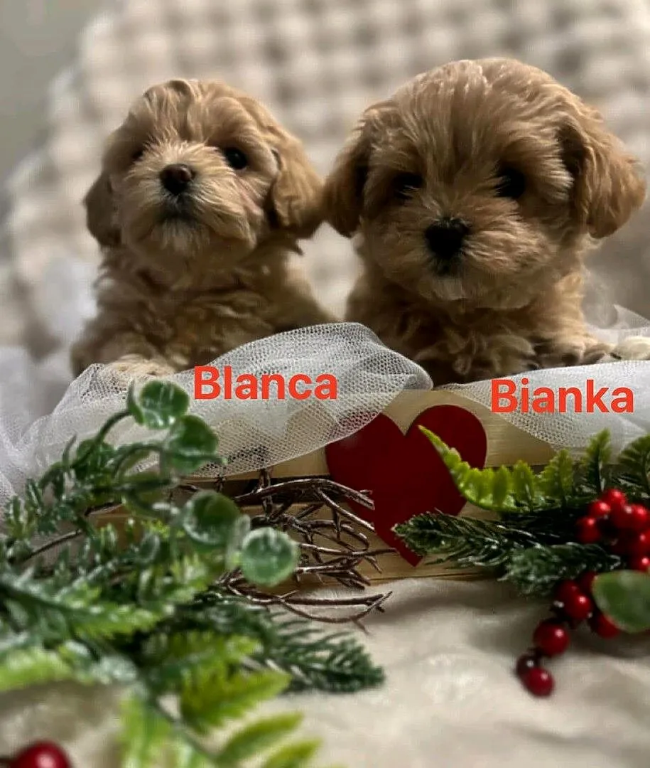 Maltipoo śliczne biszkoptowe, Pomorskie, Wejherowo