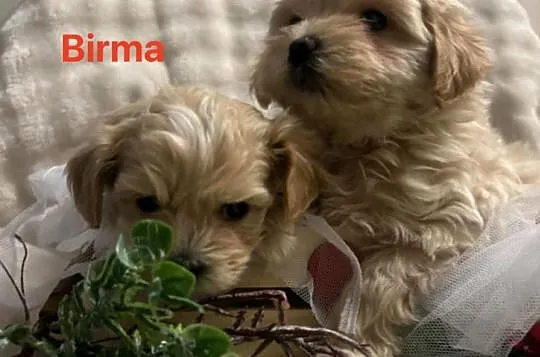 Maltipoo śliczne biszkoptowe, Pomorskie, Wejherowo