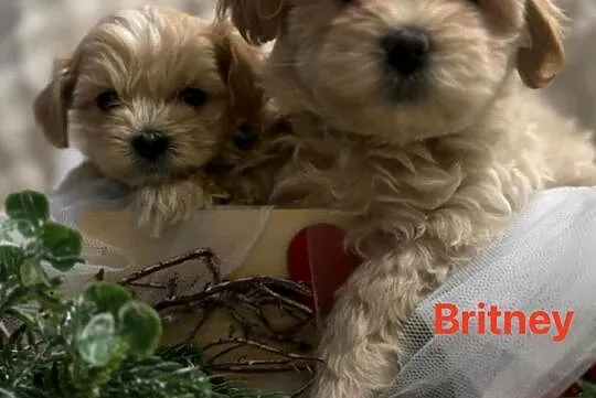 Maltipoo śliczne biszkoptowe, Pomorskie, Wejherowo