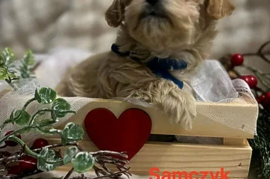 Maltipoo śliczne biszkoptowe, Pomorskie, Wejherowo
