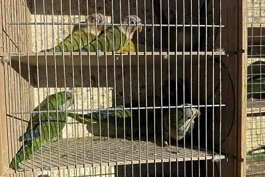 Sprzedam papugi różne gatunki a dobrych cenach, Małopolskie, Wieliczka