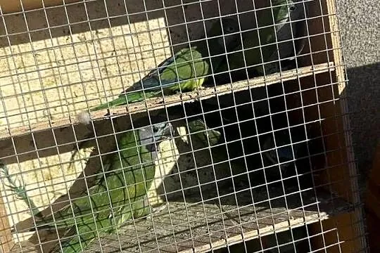 Sprzedam papugi różne gatunki a dobrych cenach, Małopolskie, Wieliczka