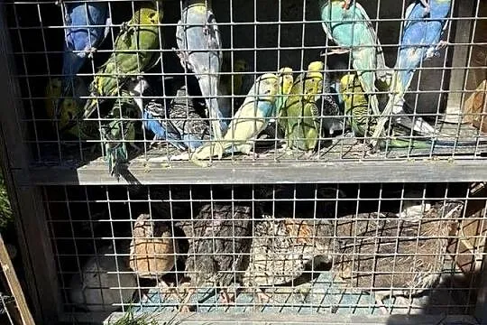 Sprzedam papugi różne gatunki a dobrych cenach, Małopolskie, Wieliczka