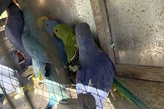 Sprzedam papugi różne gatunki a dobrych cenach, Małopolskie, Wieliczka