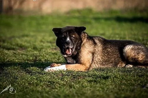 APE - do miłości, do czułości, do adopcji :), dolnośląskie Wrocław