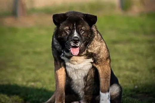 APE - do miłości, do czułości, do adopcji :),  dol