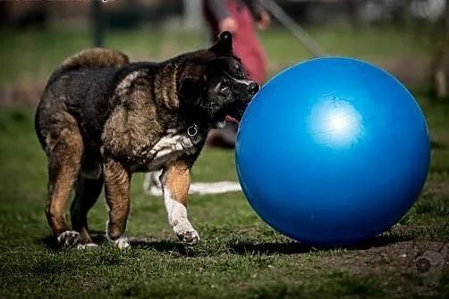 APE - do miłości, do czułości, do adopcji :),  dol