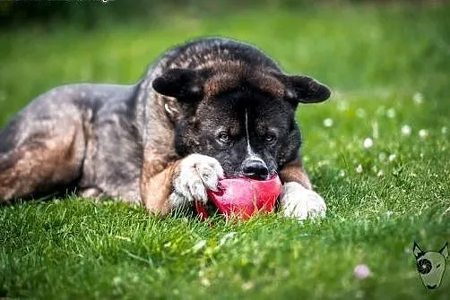 APE - do miłości, do czułości, do adopcji :),  dol