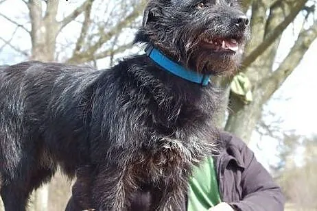 Parker uratowany z Radys,  Kundelki cała Polska
