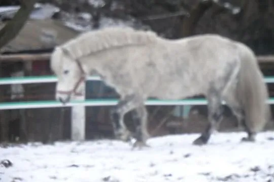 Piękny wałach kuc