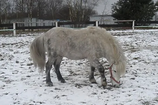 Piękny wałach kuc