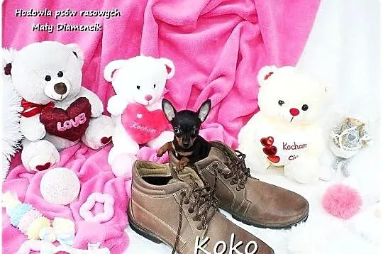 !! Ultra MINI !! Sunia KOKO Pinczer miniaturowy ( Ratlerek ) z Rodowodem, Lubuskie, Żary