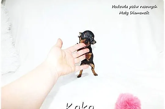 !! Ultra MINI !! Sunia KOKO Pinczer miniaturowy ( Ratlerek ) z Rodowodem, Lubuskie, Żary
