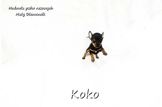 !! Ultra MINI !! Sunia KOKO Pinczer miniaturowy ( Ratlerek ) z Rodowodem, Lubuskie, Żary
