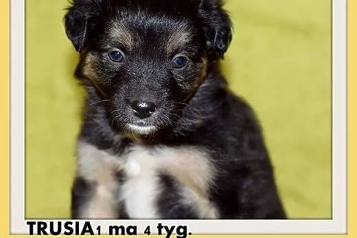 4tyg.szczeniak,suczka TRUSIA1,średnia, z domu tymczas. ADOPCJA,  dolnośląskie Wrocław