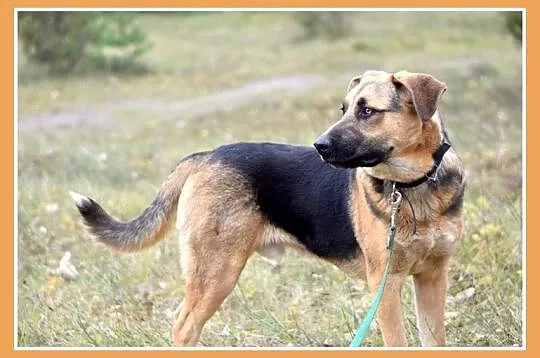 1 rok, 38 kg,w typie owczarka, przyjazny pies KASO