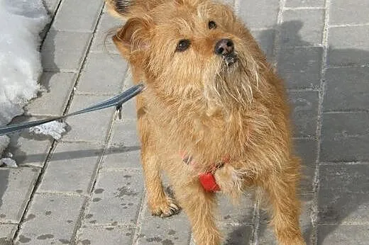 Sabinka ślicznotka szuka domu na zawsze ,  mazowie