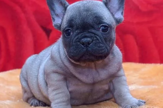 Buldog Francuski - beżowa suczka