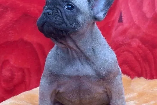 Buldog Francuski - beżowa suczka