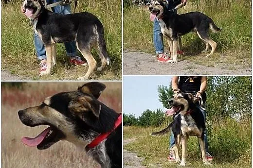 LAPS - pojetny, super fajny, duzy psi dzieciak,  m