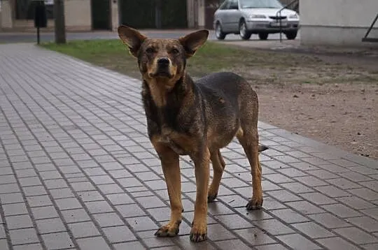 Łagodny, niekonfliktowy Riki, super psiak szuka do