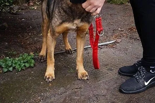 Łagodny, niekonfliktowy Riki, super psiak szuka do