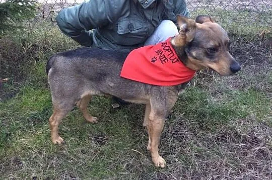 Łagodny, niekonfliktowy Riki, super psiak szuka do