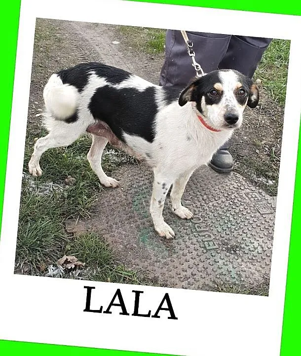Roczna,mała 7 kg, grzeczna,spokojna,proludzka sterylizowana sunia LALA.Adopcja., Śląskie, Katowice