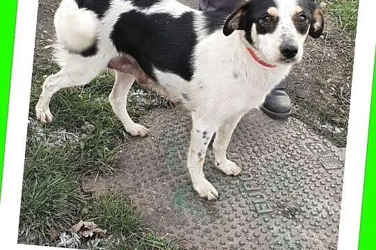 Roczna,mała 7 kg, grzeczna,spokojna,proludzka sterylizowana sunia LALA.Adopcja., Śląskie, Katowice