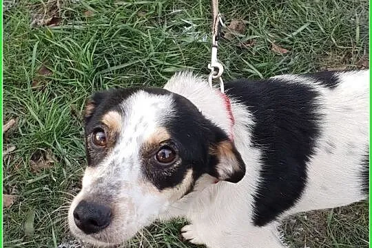 Roczna,mała 7 kg, grzeczna,spokojna,proludzka sterylizowana sunia LALA.Adopcja., Śląskie, Katowice