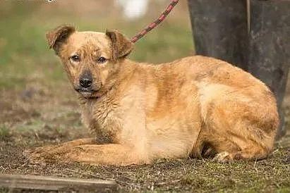 Rumba - delikatna, nieśmiała suczka szuka ludzi o wielkim sercu!,  Kundelki cała Polska