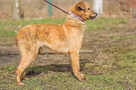 Rumba - delikatna, nieśmiała suczka szuka ludzi o 