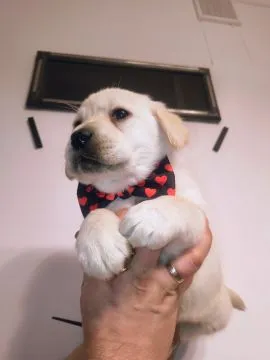 Labrador Retriever piękna budowa po ojcu Pochodzenia FCI, , Kielce