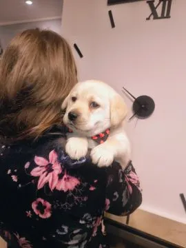 Labrador Retriever piękna budowa po ojcu Pochodzenia FCI, , Kielce