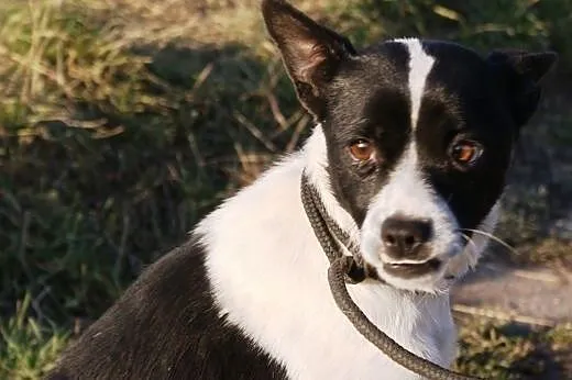 Elcia słodka, kochana, super oryginalna suczka ADOPCJA,  małopolskie Kraków