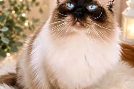 Piękna dziewczynka Ragdoll gotowa do odbioru