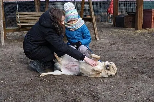 Joko, psie dziewczę skrzywdzone przez człowieka, c
