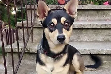 Amis do adopcji, wesoły i przyjazny piesek szuka d