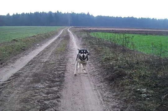 Amis do adopcji, wesoły i przyjazny piesek szuka d