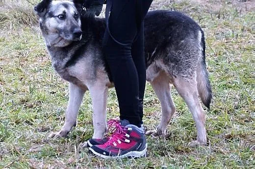 Sezamek kocha ludzi i świat daj mu szansę adoptuj 