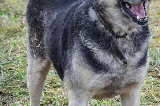 Sezamek kocha ludzi i świat daj mu szansę adoptuj 